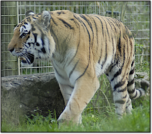 This is an Amur, or Siberian Tiger - a race of tiger that lives in East China. To cope through the harsh conditions of their mountain habitat, these tigers have a thick layer of fur.