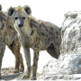 waespottedhyaena.png