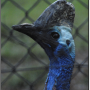 cassowary2.png