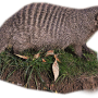 waebandedmongoose.png